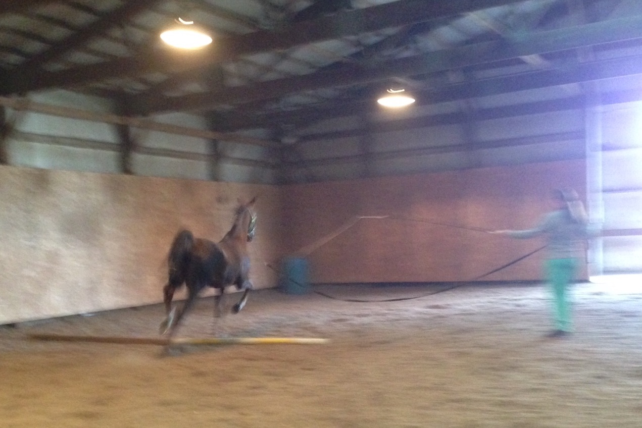 Since I could't ride right away after my run, I continued working on lunging Slider over the ground poles.