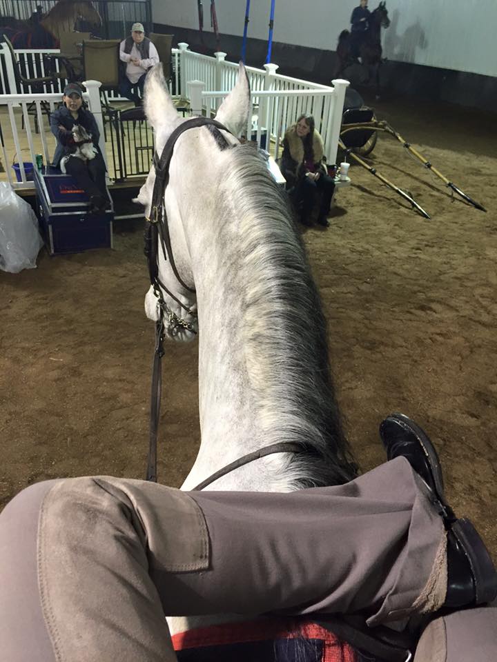 Just hanging out on Jolly, watching Tammy, Tyler and Derrick work horses.