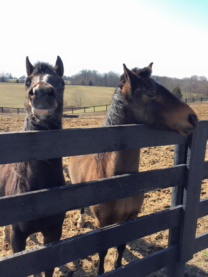 Kristy Lee and her fellow retired homegirl.