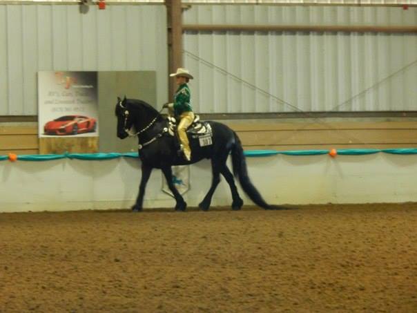 Showing the Friesian, Victor FC, at Gasparilla Charity Horse Show.