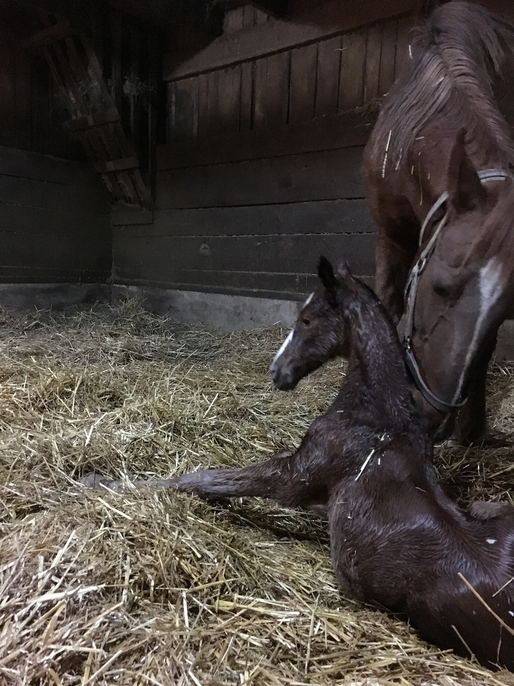 A 2017 foal bred by Blythewood Farms.