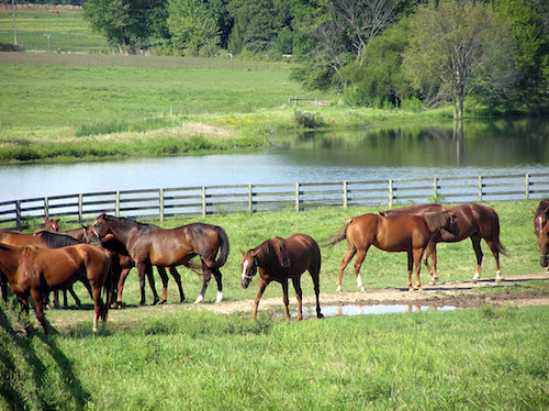 Recipient mares do not have to be the same breed as the foal, but should be relatively the same size. Photo courtesy of Equine Medical.