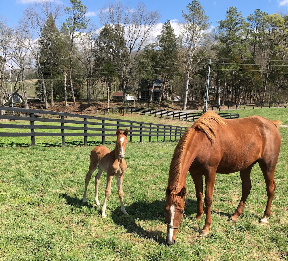 When naming her foals, Anne Neil likes to pay homage to the foal's lineage in creative ways.
