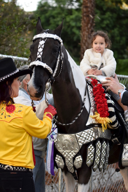 CH Doctor Zhivago was a great Saddlebred ambassador and spent his waiting time making one little girl's dream come true.