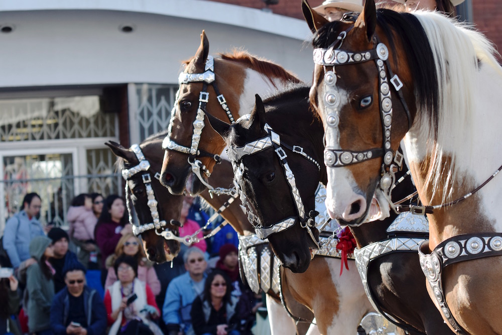 The horses waited patiently during stop-and-go parade. 