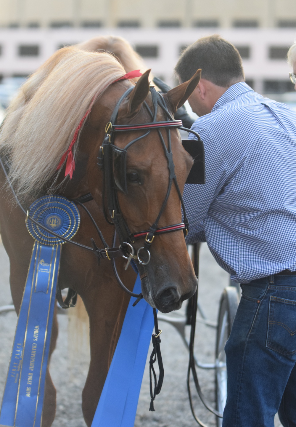 Lovely, waiting patiently to be unhooked after her class. 