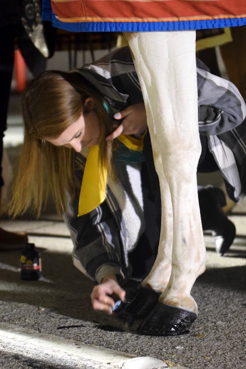 Some preparations for the parade were not unlike those for the show ring, as each horse's hooves were blacked.