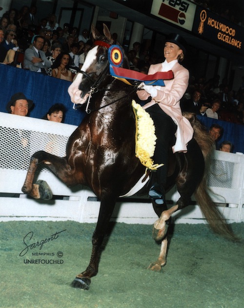 Elisabeth and CH Hollywood Excellence were an almost unbeatable three gaited team in the 1990s.