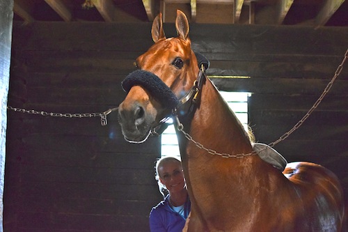 Elisabeth likes to be very involved in the lives of her horses, including rubbing on them after a workout. She is pictured here rubbing CH Bravo Blue after their ride