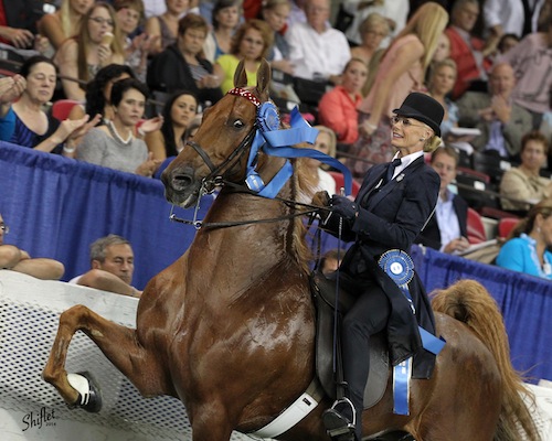 In 2014, Elisabeth and CH Bravo Blue were the Ladies Five Gaited Gelding World's Champions.