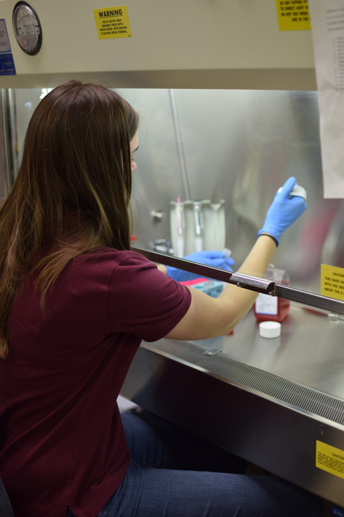 Students have been involed in every aspect of the research, from the bone marrow aspiration to lab work.