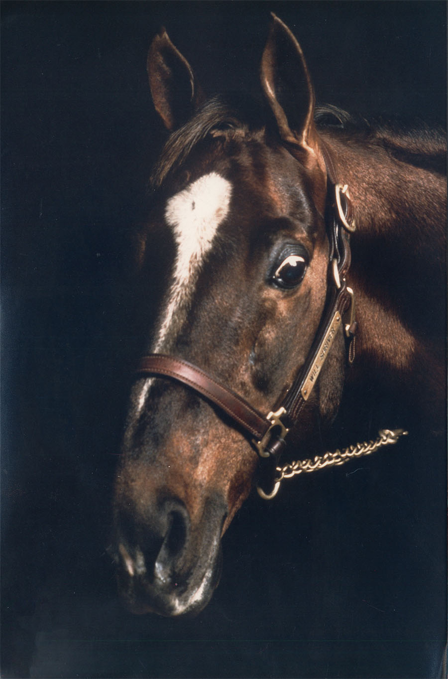 When choosing a stallion, remember that there is an ineffable quality to great horses, as demonstrated by this picture of the great sire CH Will Shriver. 