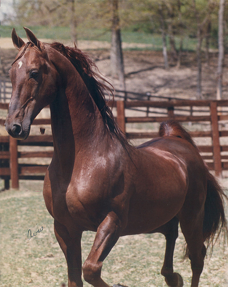 One of the most important parts of choosing a stallion is becoming familiar with his get. While Supreme Sultan didn't show much, he produced show ring winners like CH Sultan's Starina and CH Imperator.