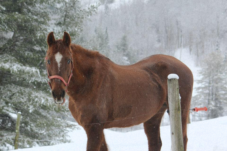 While a photo like this might be okay to advertise a broodmare or pasture pet it does little good when trying to advertise a show horse.