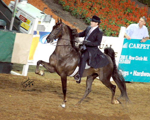 Milo and Charmed By Chance. Milo rode his first Saddlebred at six years old and never looked back.