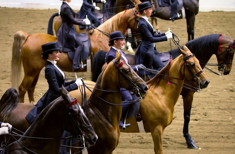 A group of equitation horses patiently awaiting the results of the NEHC Saddle Seat Medal Finals. Photo by Dallys Malenfant.