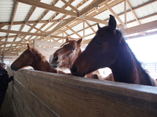 Young horses at Virgil Helm Stables