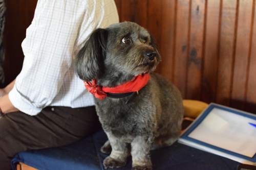 Ike is a constant and loved presence around the Glendale barn.