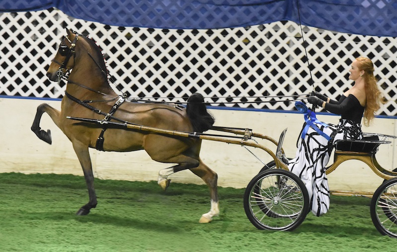 The reigning Hackney Pony World's Grand Champions, Ali drove Craycroft Matador to win the Open Hackney Pony qualifier and Hackney Pony National Championship at this year's American Royal under the Majestic Oaks banner.