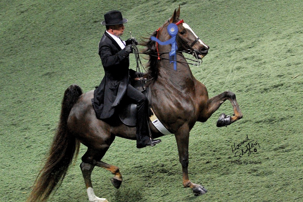 Robert Gardiner showing Callaway's Blaire as a park horse.