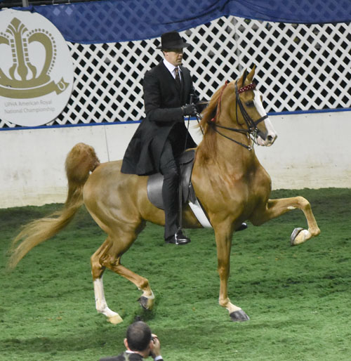 Fox Grapes Dandy Lion and Steve Wheeler were the Park Pleasure Classic National Champions. Photo by Avis.