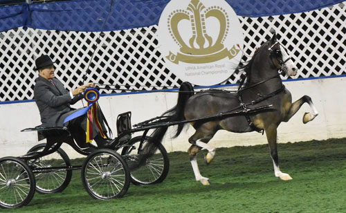 John Wrather drove The Remington to wins in both the Open Harness Pony qualifier and championship. Photo by Avis.