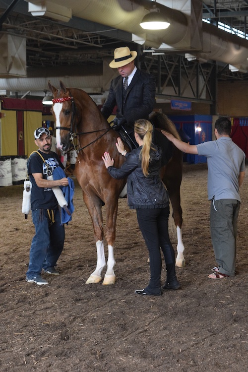 Three Year Old Three Gaited winner Crackin Up prepares to enter the ring with Neil Visser.