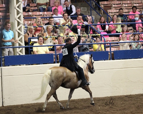 Jim Lowry borrowed the Mutrux's Haflinger, Chester, for the Trainer's Equitation class. The crowd loved it, and Chester now has his own Facebook page. Photo by Doug Shiflet.