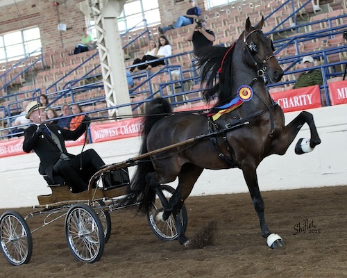 Rose Arbor Destiny and John Conatser were the Junior Fine Harness and Fine Harness Championship winners. Photo by Doug Shiflet.