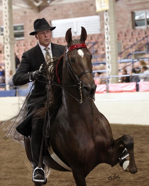 There's Something About Mary made another one of her electrifying performances, winning the Junior Five-Gaited class with Bret Day and being named Best In Show. Photo by Doug Shiflet.