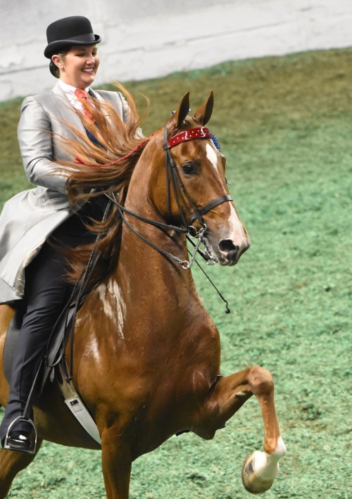 Adult Three-Gaited Show Pleasure Div 2 winners Warrior's Carumba and Laura Dozer Eliot.