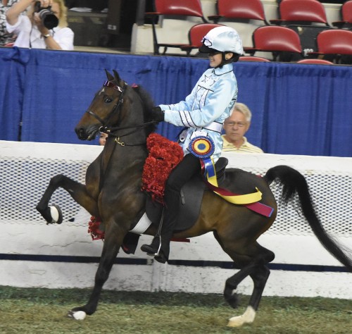 Alex Rudder and Cocked N Ready were the Junior Exhibitor Roadster Pony Under Saddle Championship.