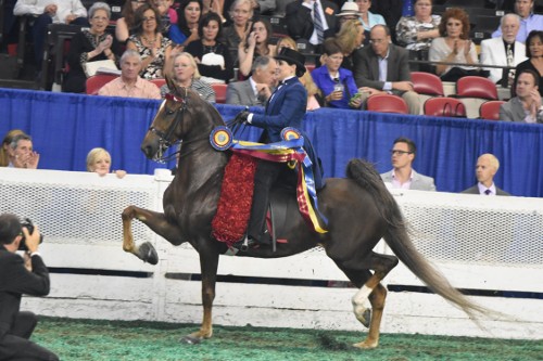 Barbara Goodman Manilow rode Im Still Dreamin to take the Amateur Three-Gaited Worlds Champion of Champion honors. This pair also won the Amateur Three-Gaited 15.2 Under class earlier in the week.