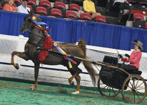 CH Callaways Cumulus and Susan Aschenbrenner successfully defended their Country Pleasure Driving Worlds Champion of Champions title.