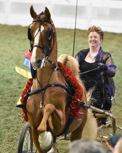 CH Our Brilliant Belle and Mary Gise topped both the Ladies Fine Harness qualifier and championship.