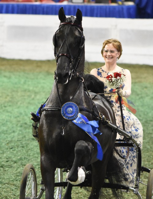 Costa Nostra and Phyllis Brookshire were the Amateur Ladies Fine Harness Worlds Champions and Amateur Fine Harness Worlds Champion of Champions.