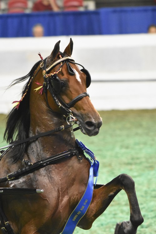 Giselle won the Harness Pony Mare Stake.