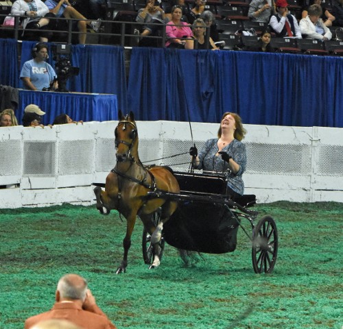 Maureen Quackenbush was overcome with joy after her Adult Hackney Pleasure Driving win with CB Party Girl.