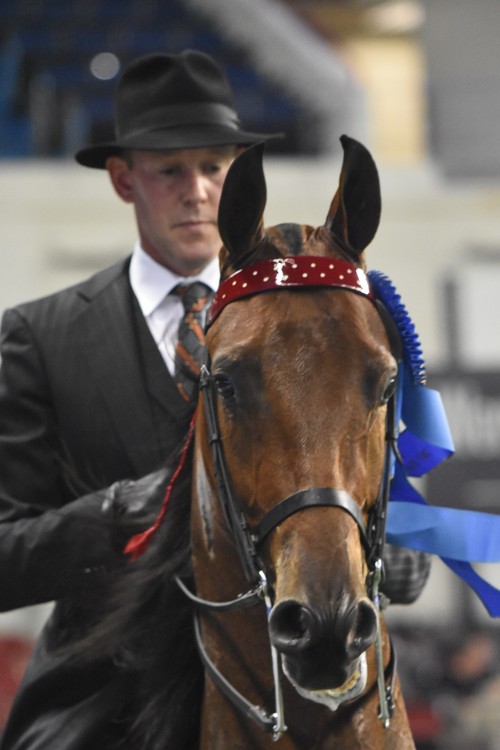 Steve Wheeler and Nuttin Innocent were the ASR Futurity Three-Year-Old Three-Gaited Park winners.