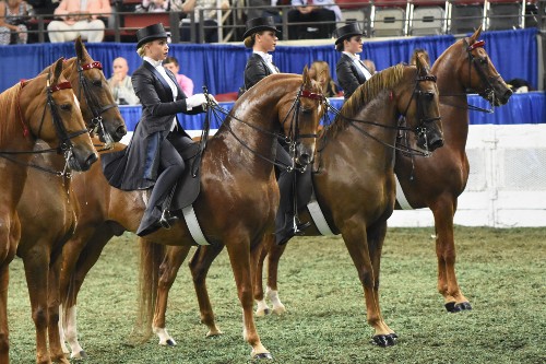 The Senior Equitation Worlds Championship line up.