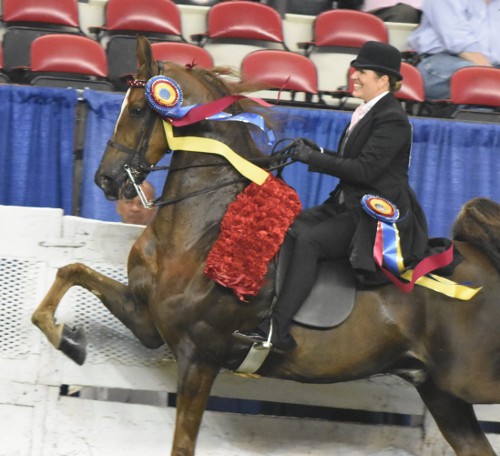 Trainer Mary Orr showed CH Lets Talk for McGee Bosworth and brought home the roses in the Three-Gaited Park Championship.