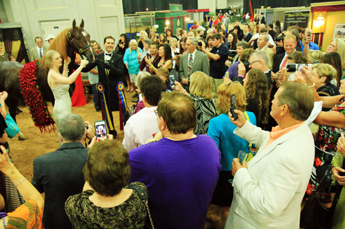 The crowd presses in around Marc Of Charm after his World's Grand Championship win. Photo by Julia Shelburne-Hitti