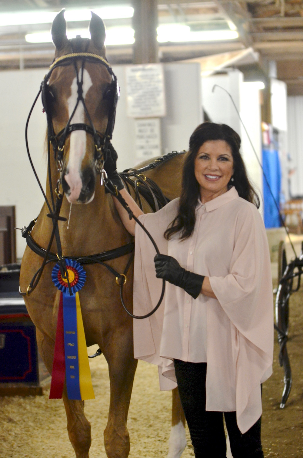 Sometimes you don't need to show less, just differently. CH Undulata's Fashion Plate and Cindy Shelby tried out driving this year because R&R Stables trainer Robert Stezovsky felt that "Prada" was growing bored competing under saddle.