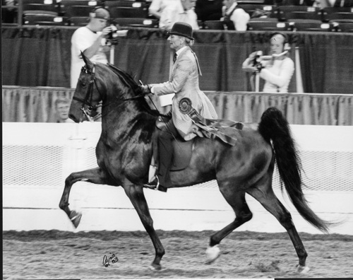 The homebred CH Harlem’s Moving Man carried Vicki to her first World’s Championship honor. 