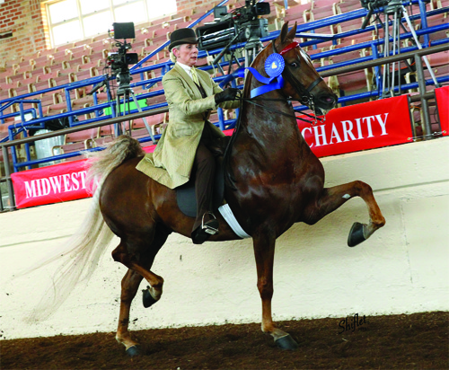 Vicki aboard CH Mesmerizing in 2013. She hopes to be able to ride him again soon.