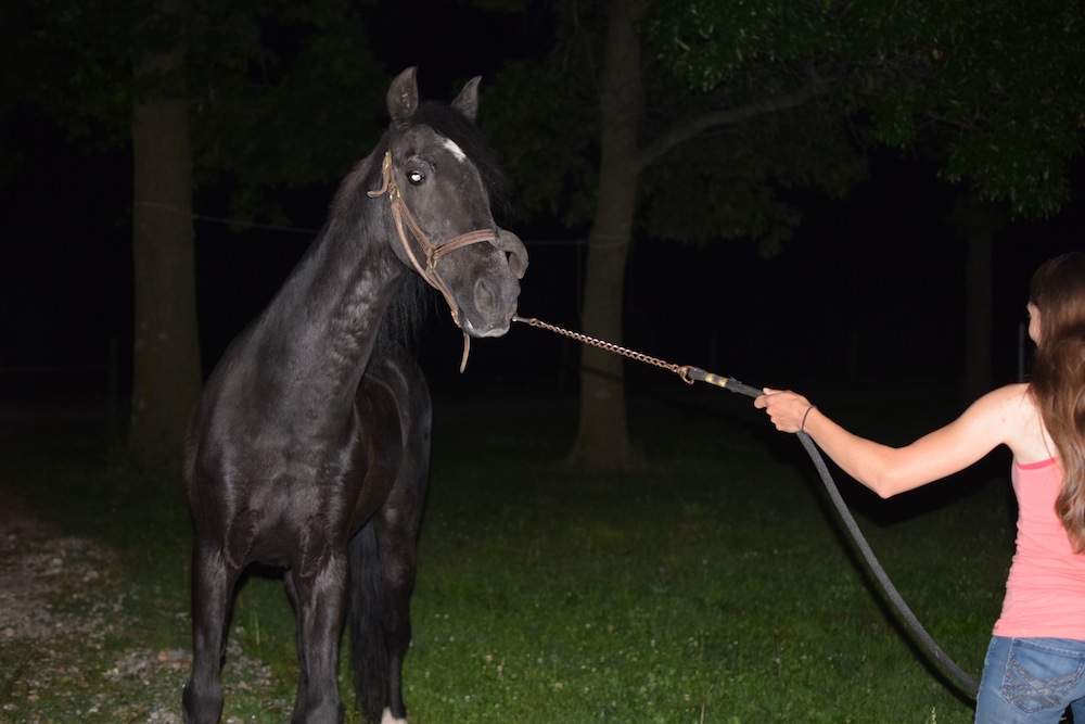 Typical Beauty, not wanting to walk on the concrete into the barn.