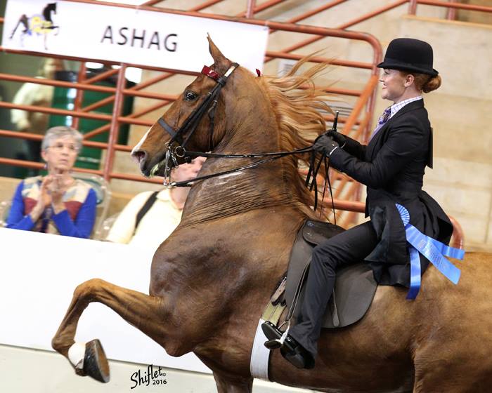 It's easier to stay calm when you just focus on your horse's ears.