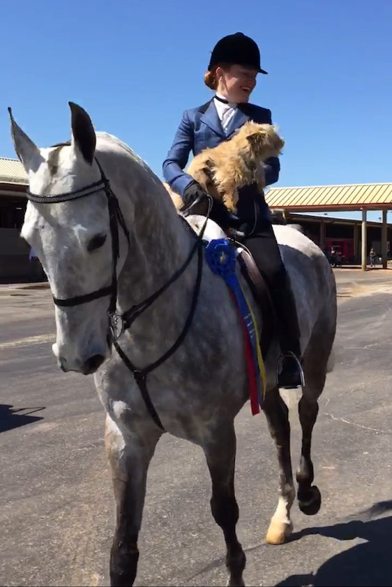 My heart horse, Jolly, carried my dog and I back to the barn after his championship win.