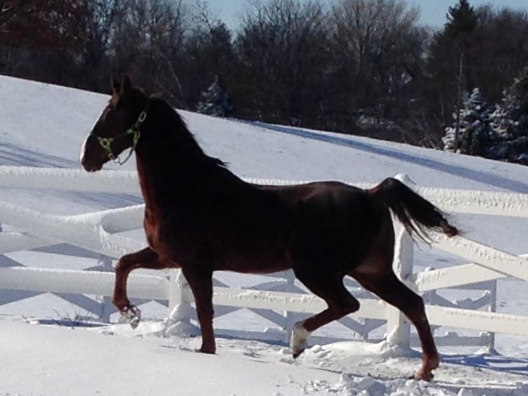 Slider enjoyed his romp in the snow. 