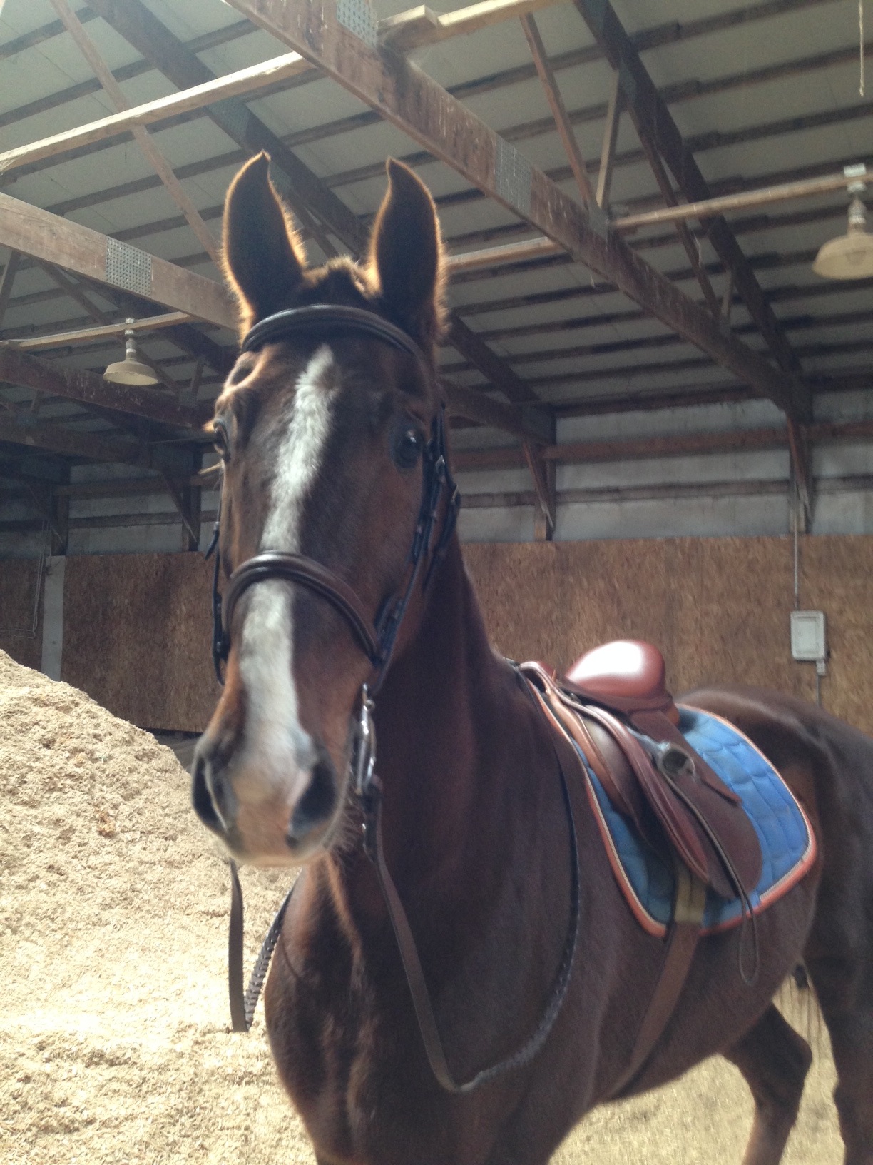 Slider in his hunt seat tack.